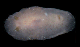 <i>Jorunna spazzola</i> species of mollusc