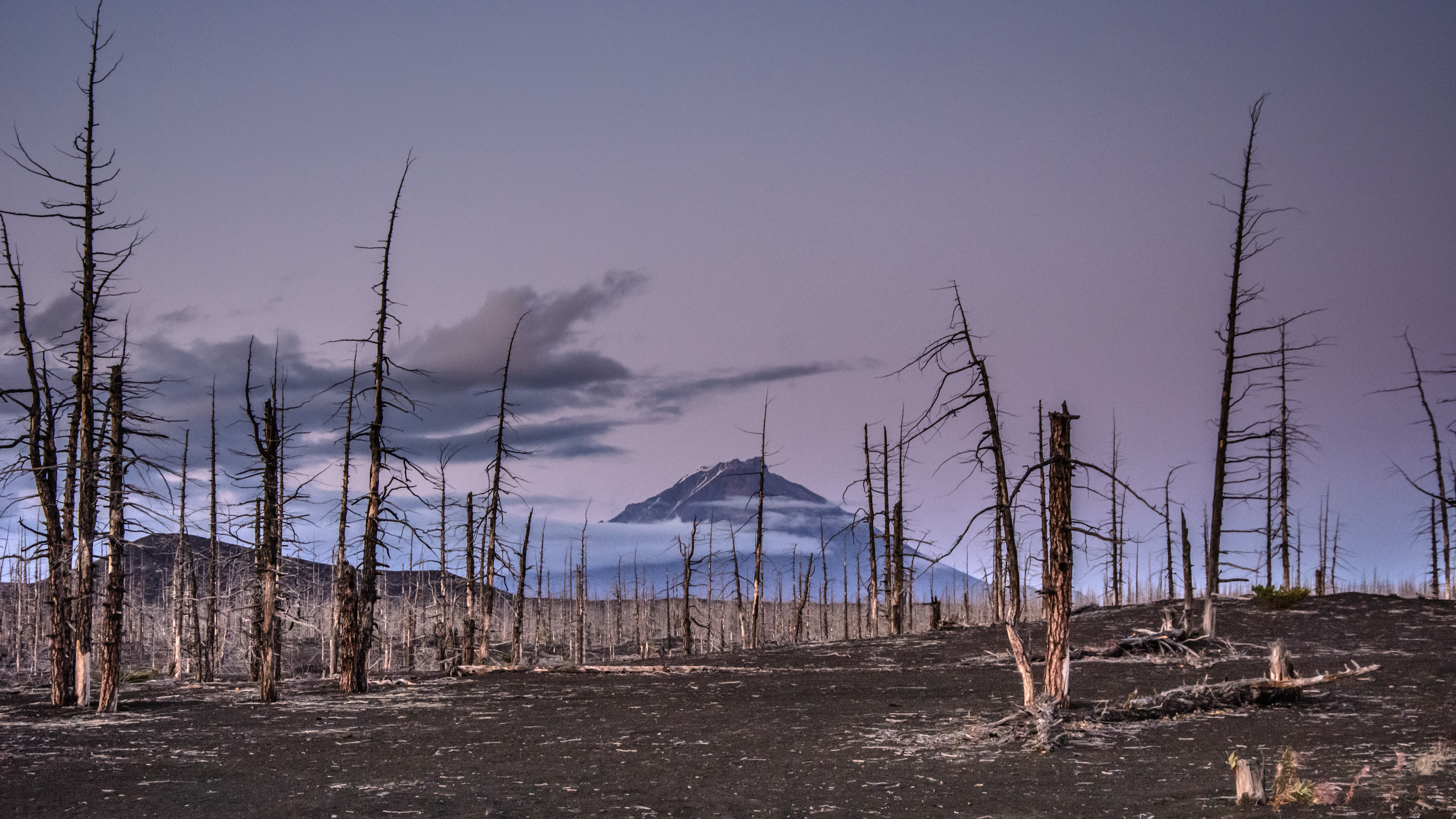 File Kamchatka Udina Behind Dead Forest Jpg Wikimedia Commons