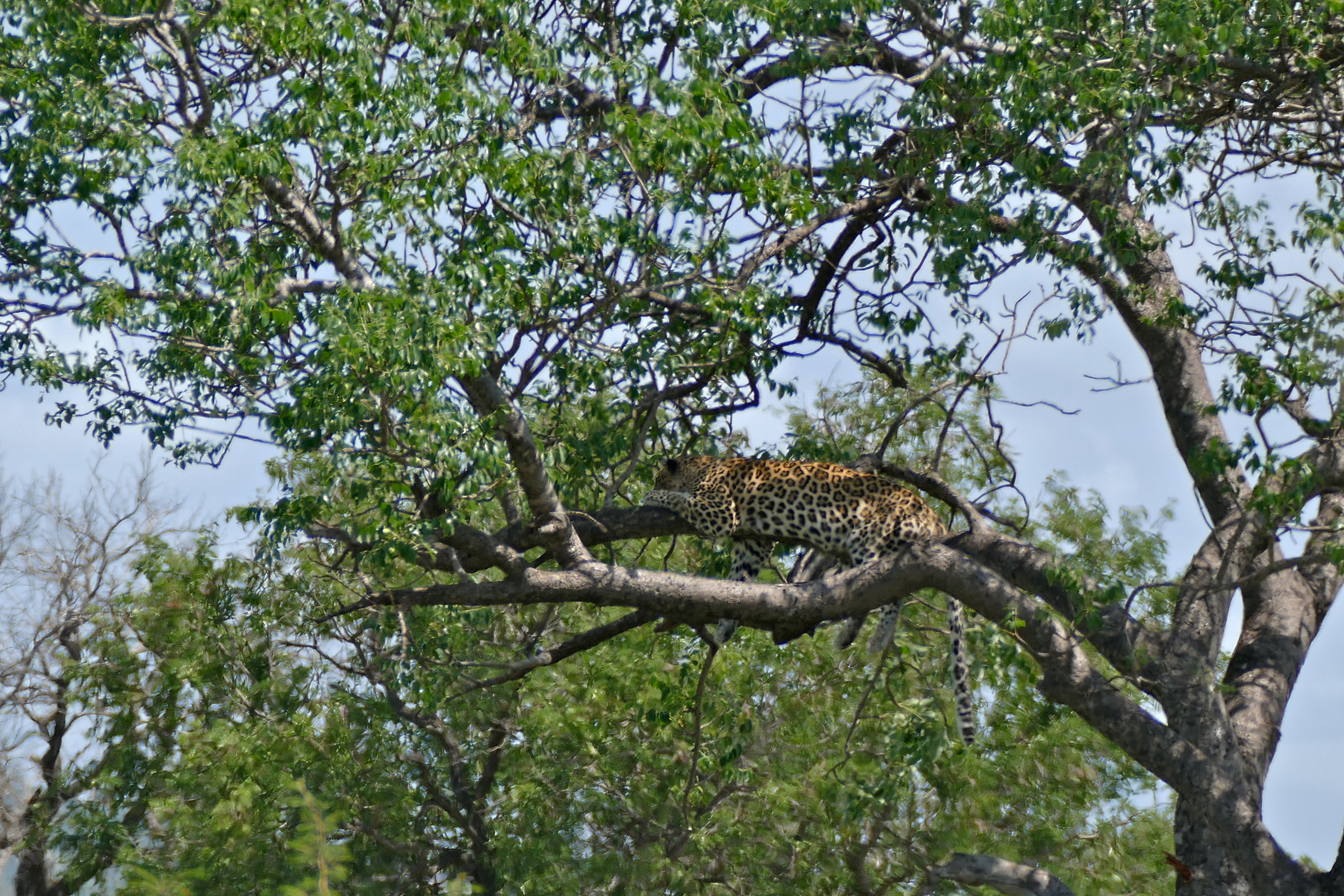 Leopard (Panthera pardus) in a tree (16644068911).jpg