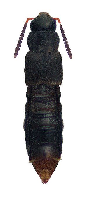 <i>Leptusa carolinensis</i> Species of beetle