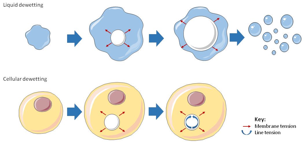 Figure 2. Analogy between liquid dewetting and cellular dewetting. Liquid and cellular dewetting.png