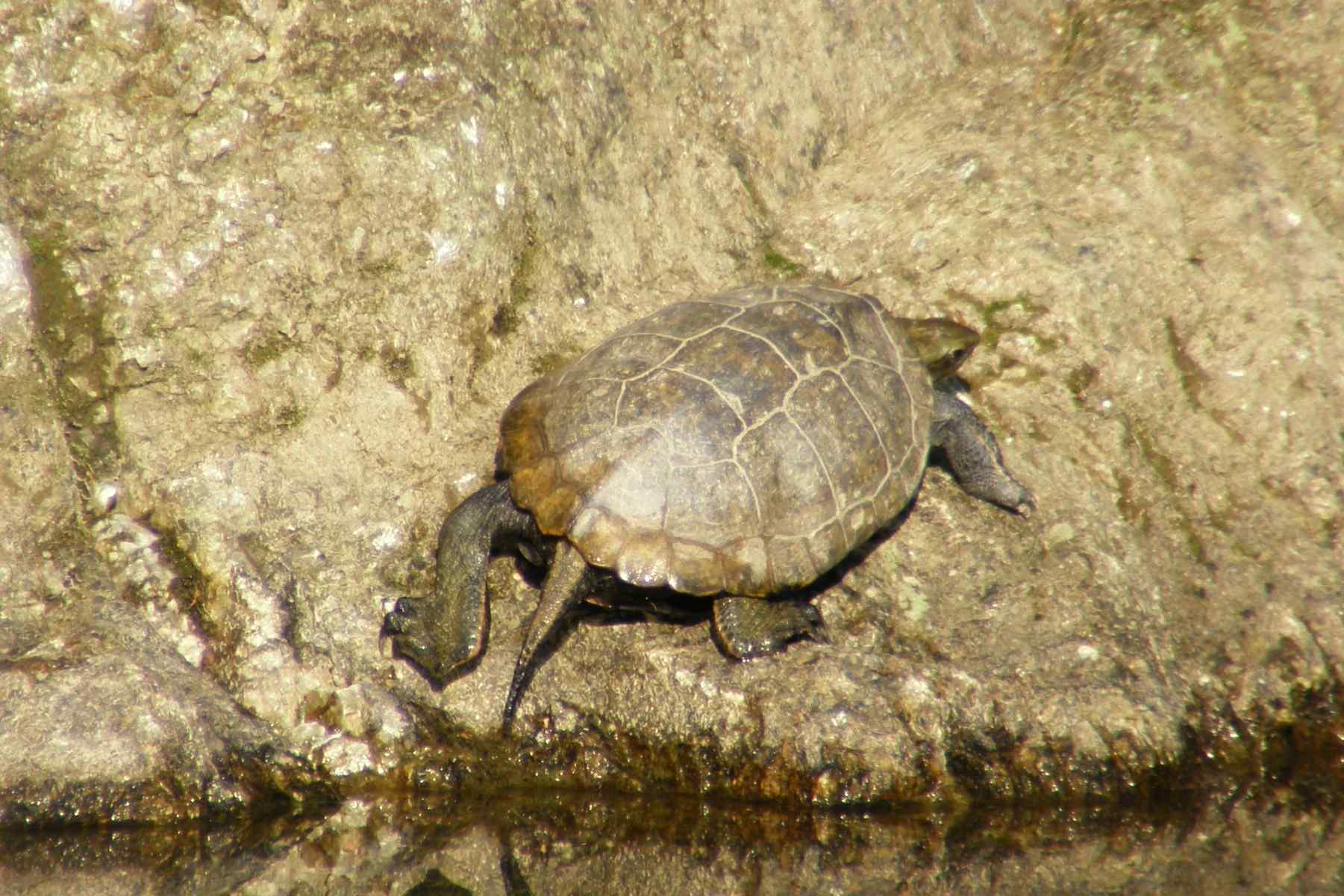 Afgekeurd Generaliseren Aantrekkingskracht Japanse waterschildpad - Wikipedia