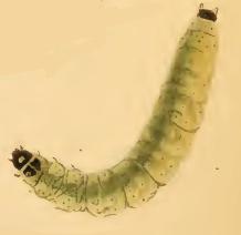 File:Mompha langiella larva.JPG