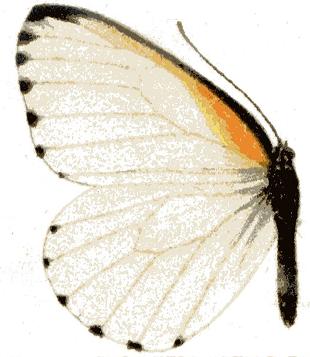 <i>Mylothris rubricosta</i> Species of butterfly