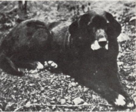 Nell, the first photographed Labrador Retriever, in 1856