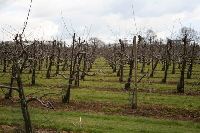 File:Orchard at Loddington Farm - geograph.org.uk - 145973.jpg