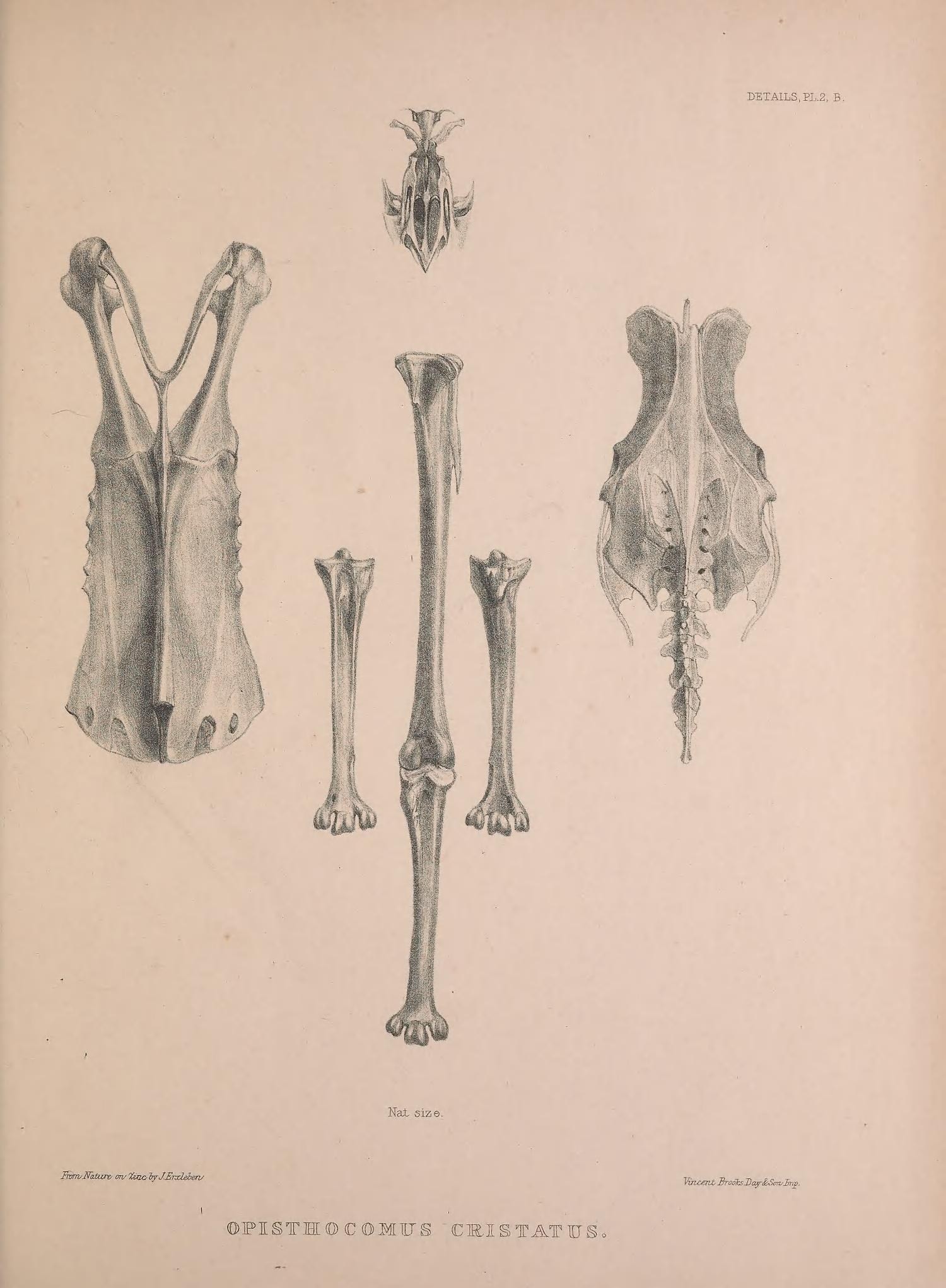 Сделайте анализ терминов по тэ osteologia pathologia. Остеология. Остеология в рисунках. Остеология животных. Остеология рисунки без подписей.