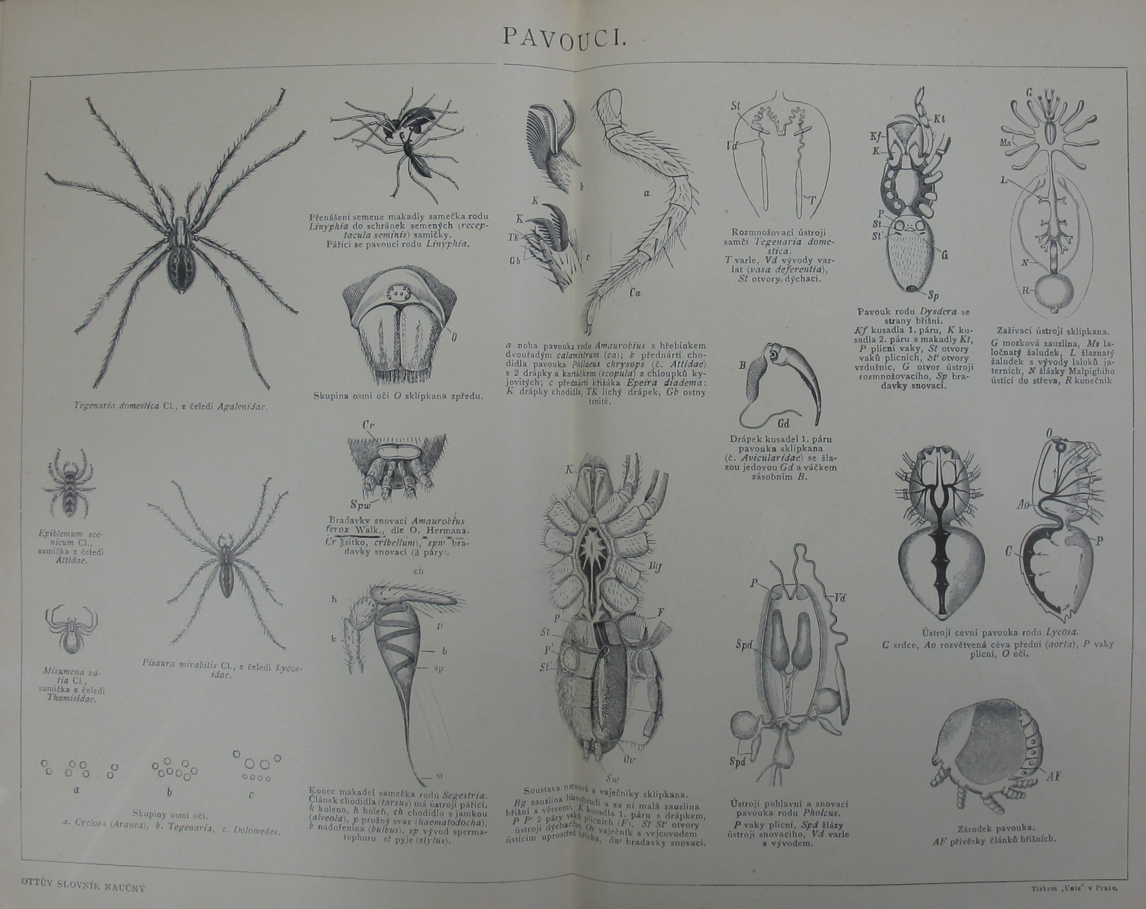 File Ottuv Slovnik Naucny Pavouci Jpg Wikimedia Commons