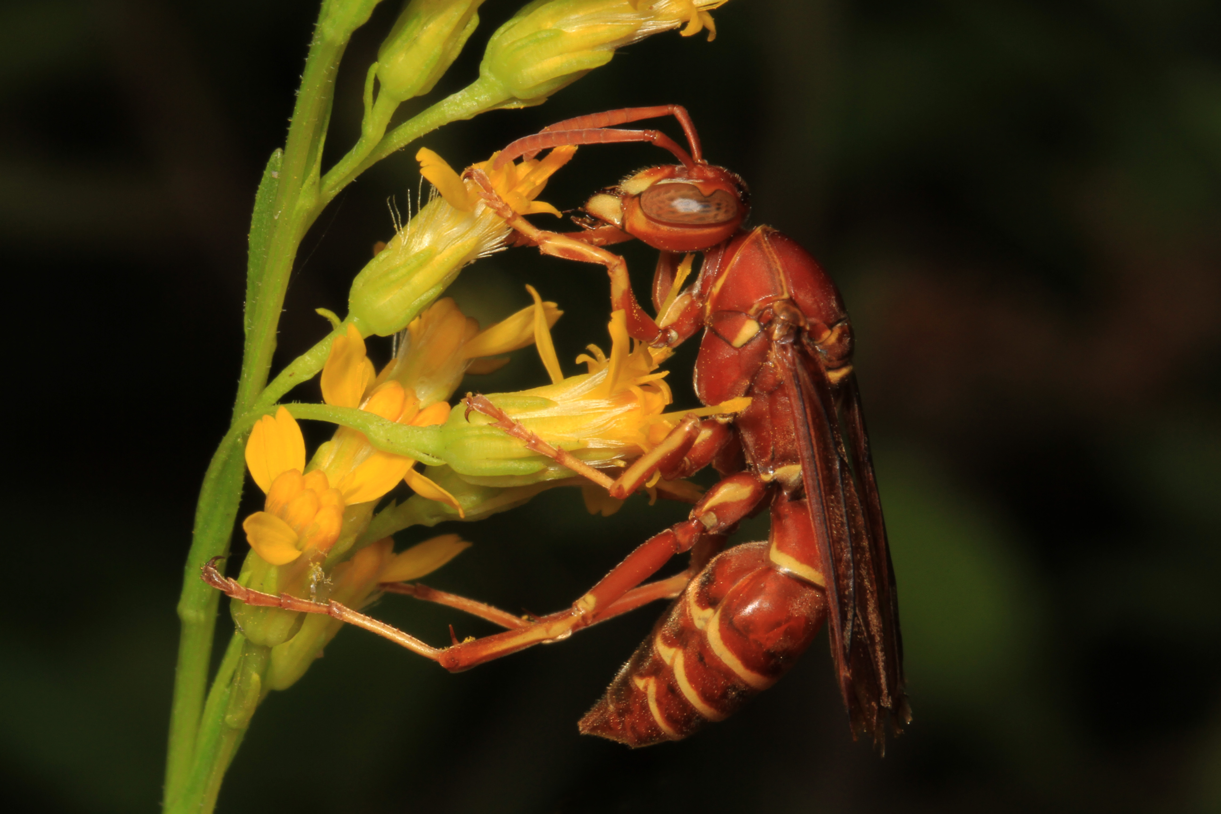 アシナガバチ Polistes Bellicosus: 最新の百科事典、ニュース ...