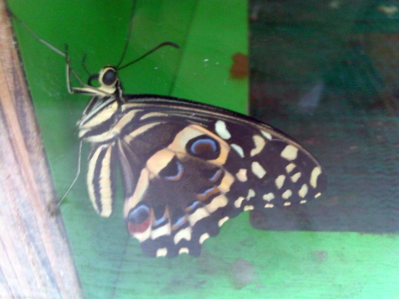 File:Papilio demodocus - NHM 1.jpg