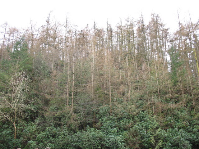 File:Part of the Nant y Garth woodland - geograph.org.uk - 364337.jpg