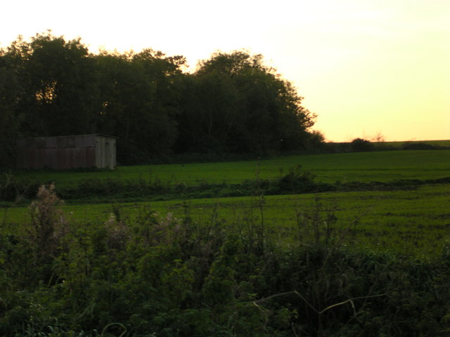 File:Pheasants at sunset. - geograph.org.uk - 326362.jpg