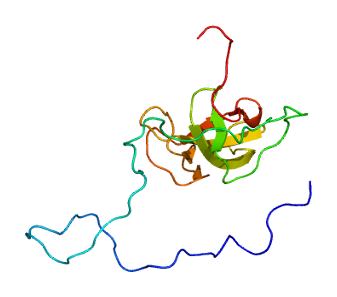 CLIP (protein) - Wikipedia