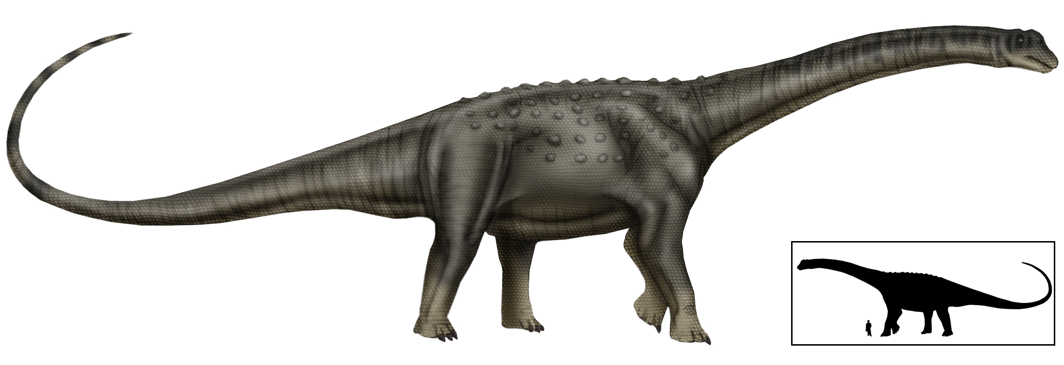 Puertasaurus reuili - Wikipedia, la enciclopedia libre
