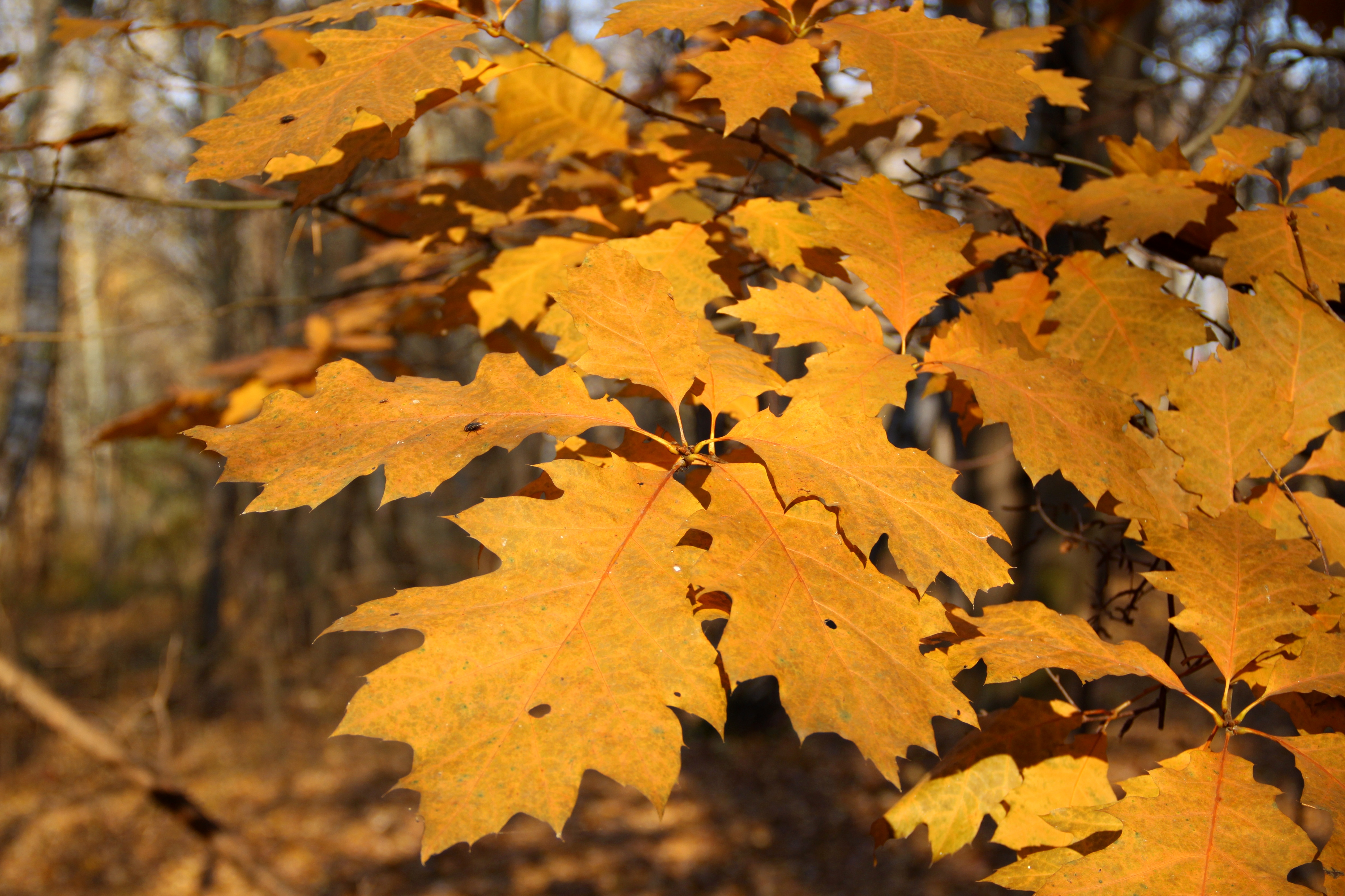 Quercus rubra (дуб красный) 'Aurea'. Клён кудрявый лист. Дерево с резными листьями. Дуб с резными листьями.