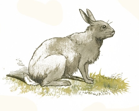 File:Rabbit Drawing (1).jpg