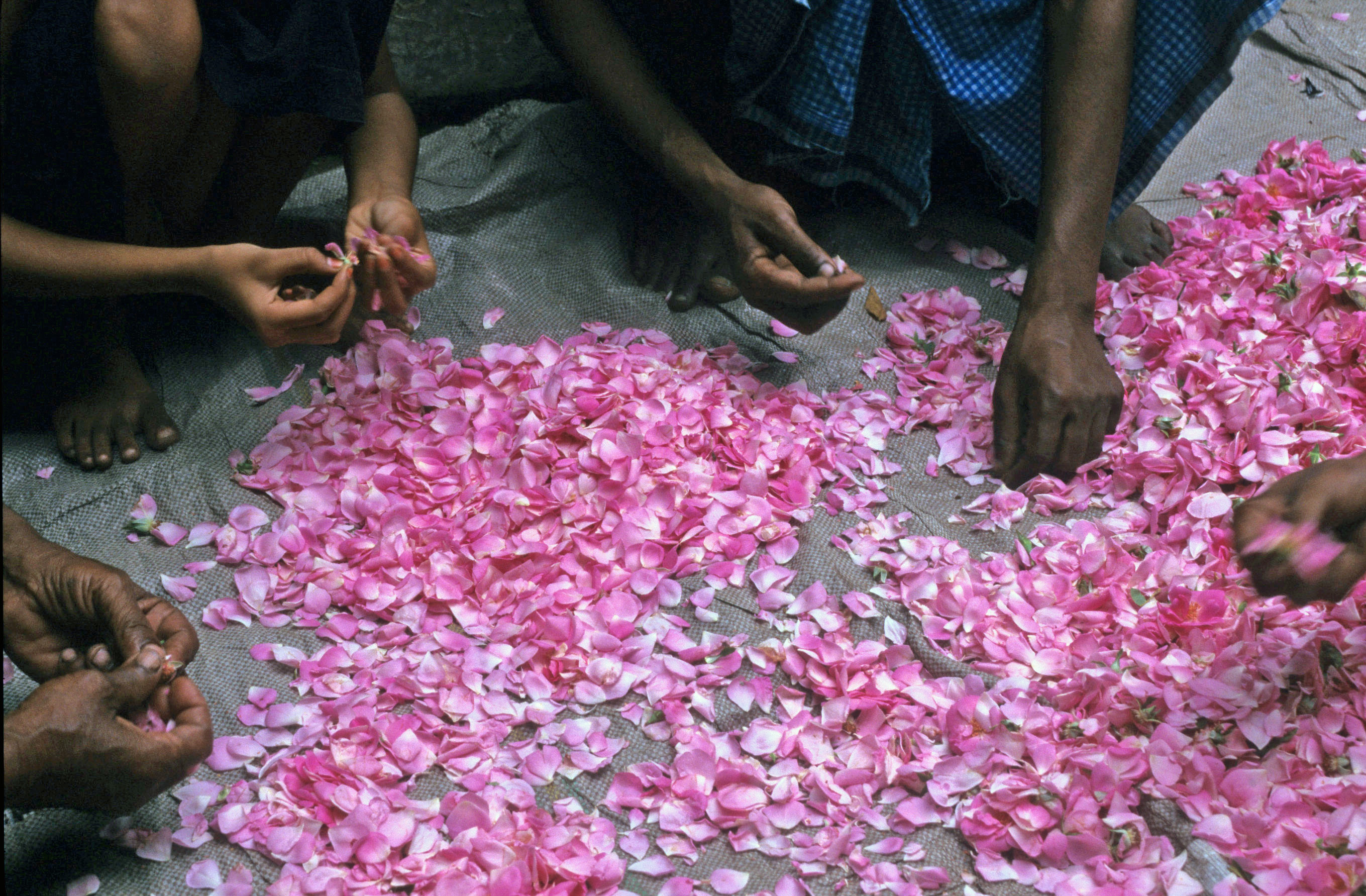 rose petals meaning