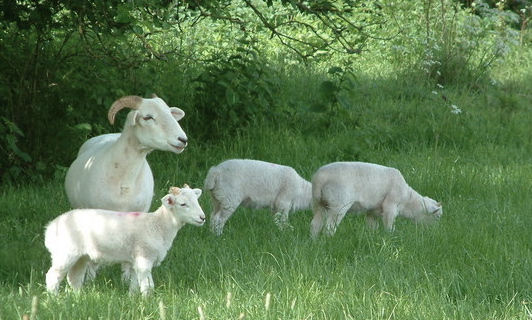 File:Sheep, Broadnymett, North Tawton, Devon - geograph.org.uk - 449780.jpg