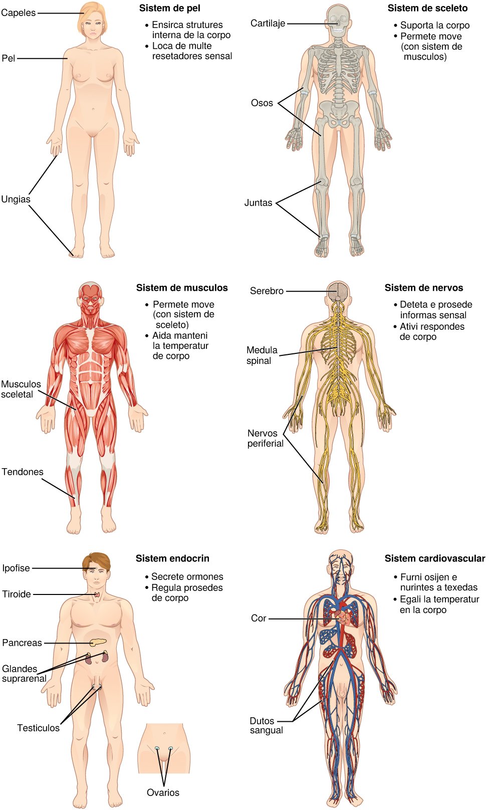 File:Human body parts diagram.jpg - Wikimedia Commons