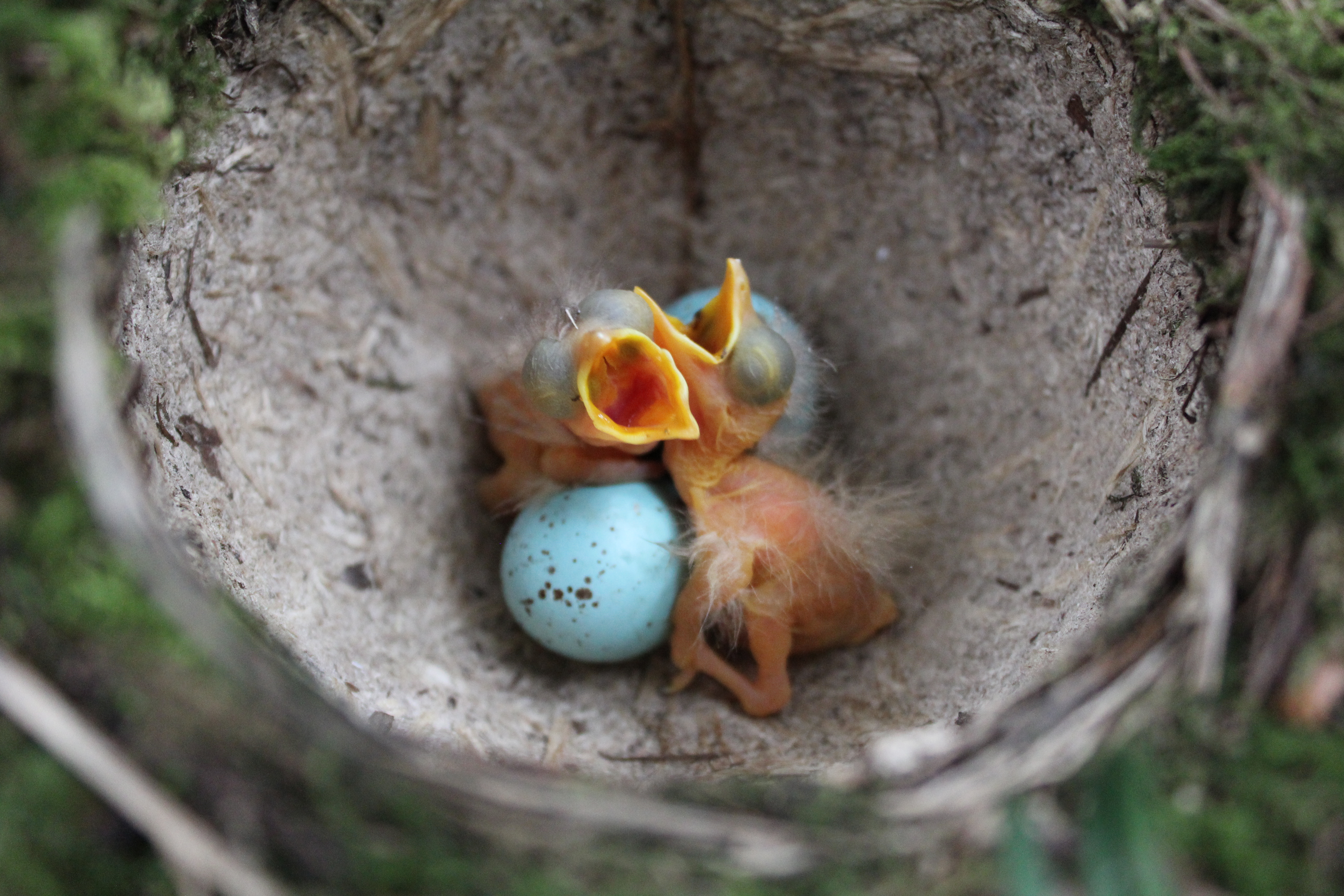 Птенцы появляются на свет. Птенец. Гнездо певчего дрозда. Новорожденная гнездо. Song Thrush Nest.