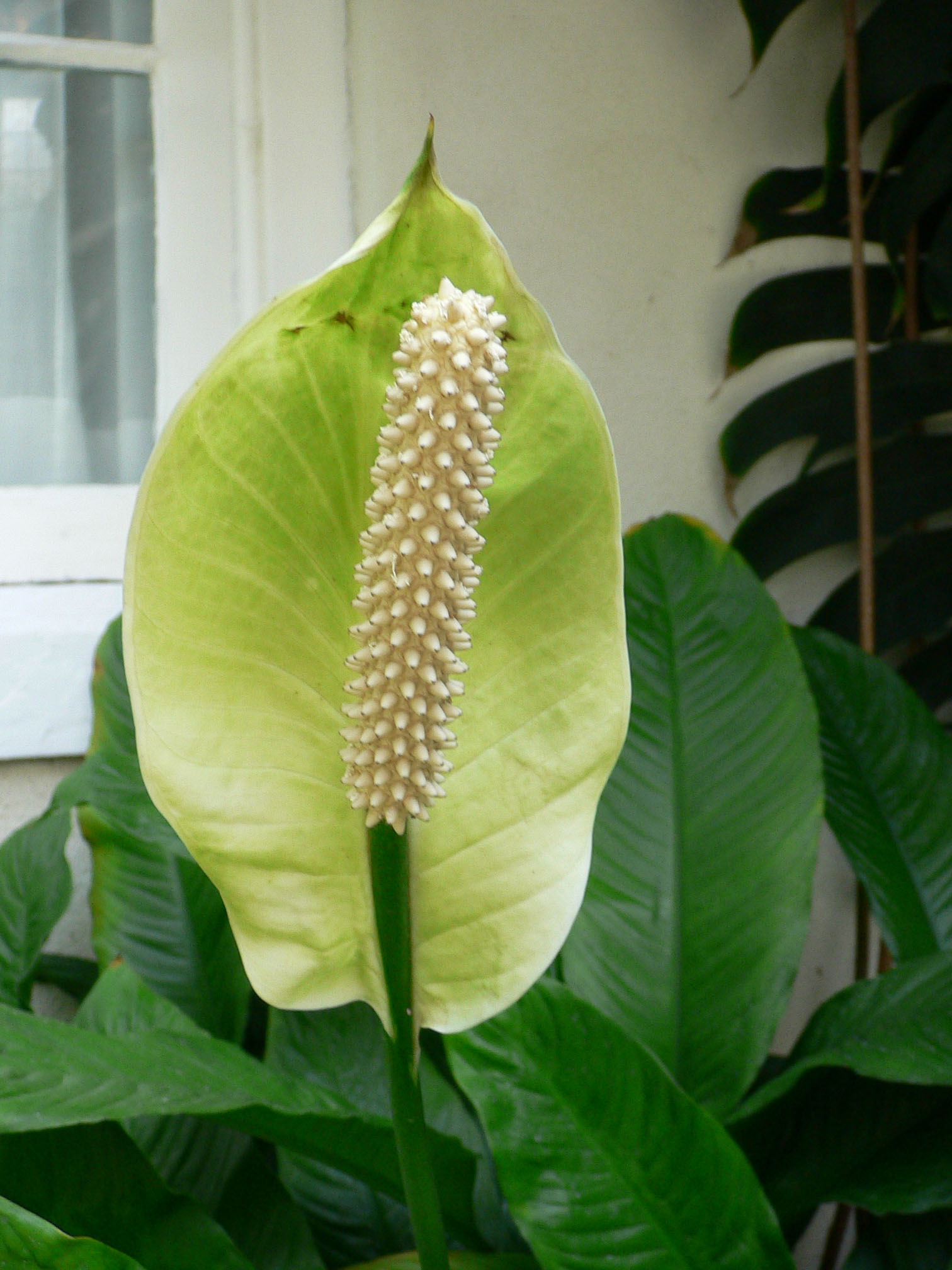 Початок цветок. Spathiphyllum floribundum. Спатифиллум floribundum. Спатифиллум каннолистный. Спатифиллум Уоллиса (Spathiphyllum wallisii).