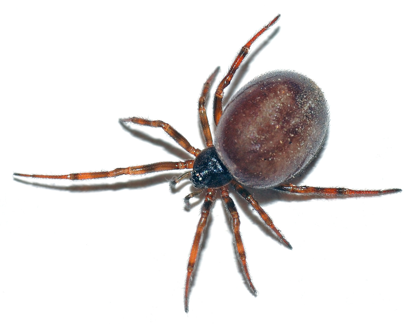 Arachnid - Wikipedia
