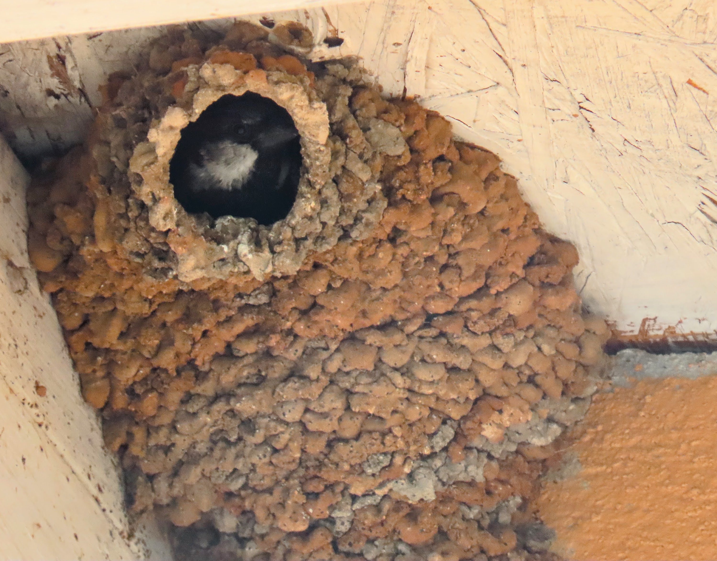 File:Swallow nest occupied by House Sparrow.jpg - Wikipedia