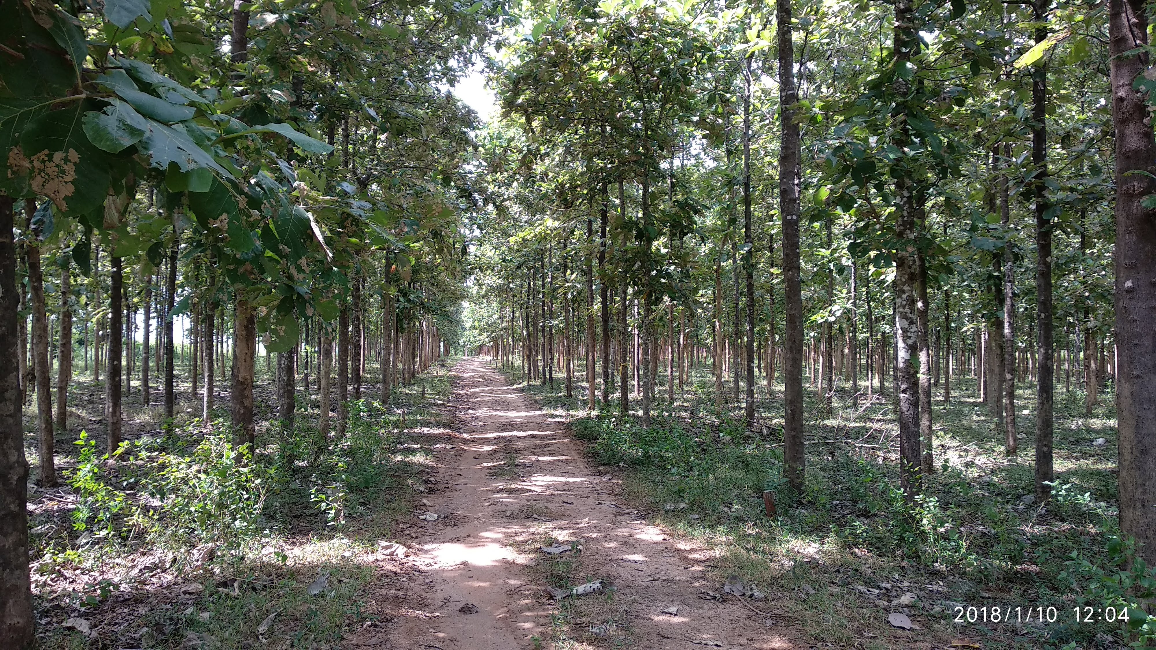 File:Teakwood Tree.jpg - Wikimedia Commons