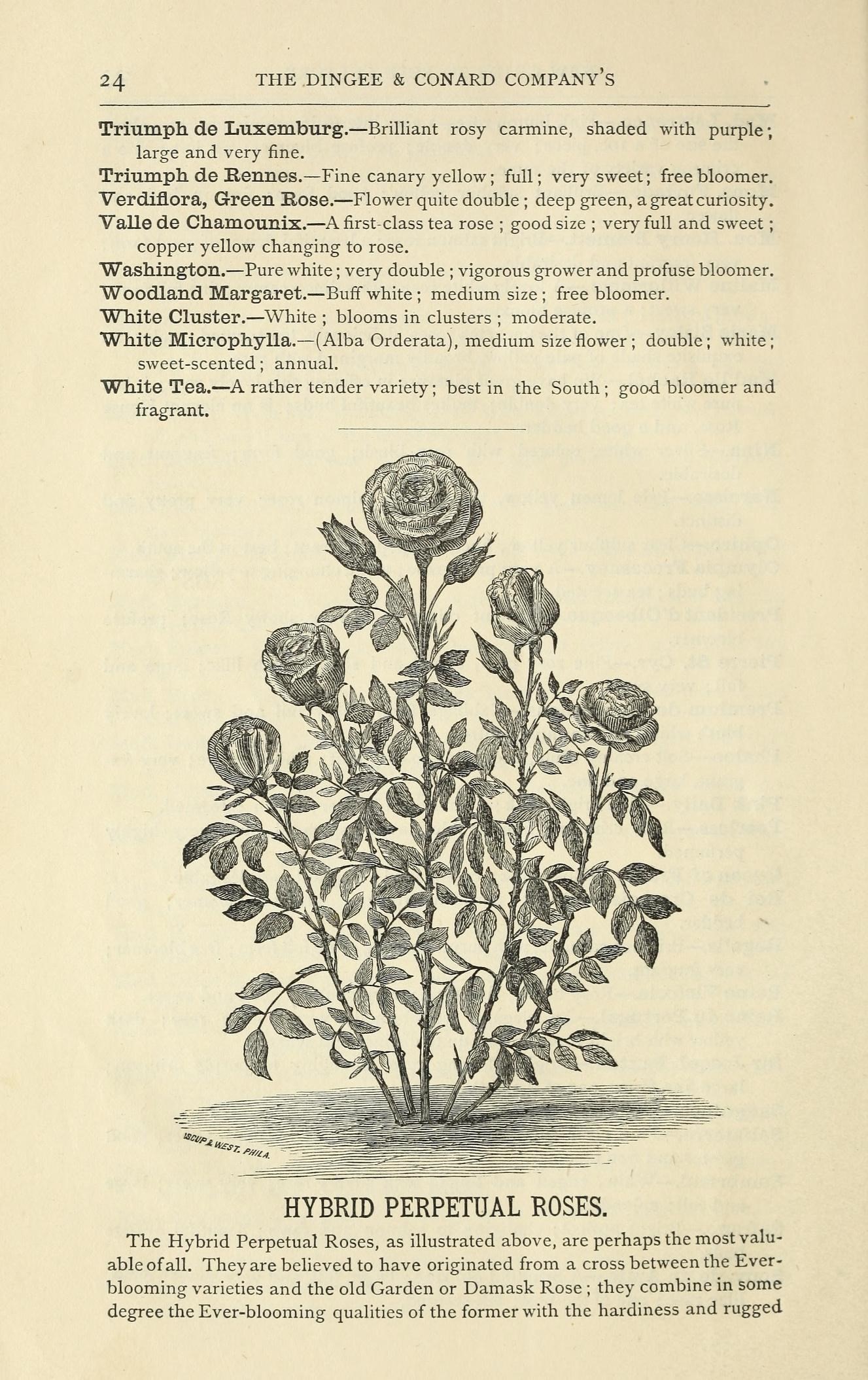 Archive image from page 37 of Dingee guide to rose culture Dingee