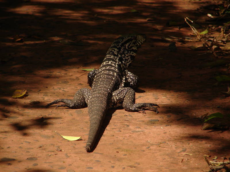 File:Tupinambis teguixim DT -AR Iguazu- 0610 (20558044049).jpg