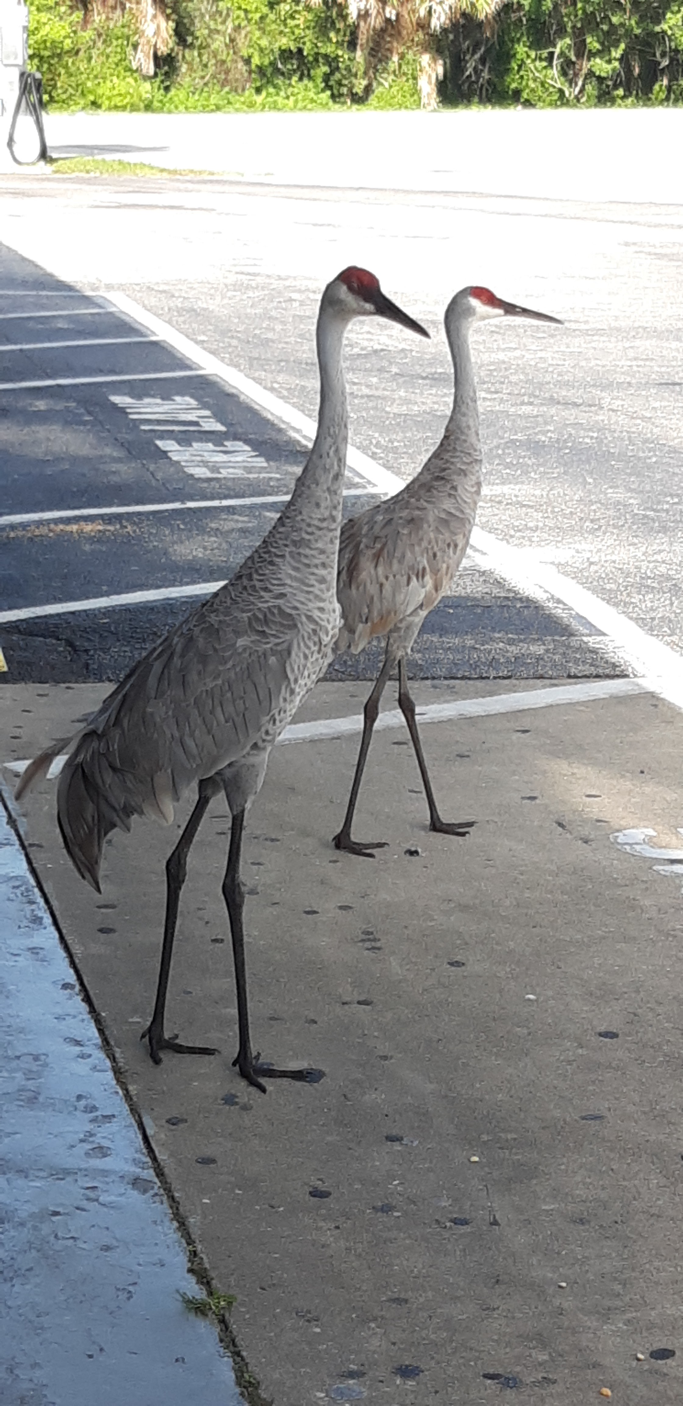 Species Profile: Sandhill Crane