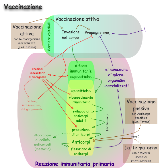 File:Vaccinazione.png