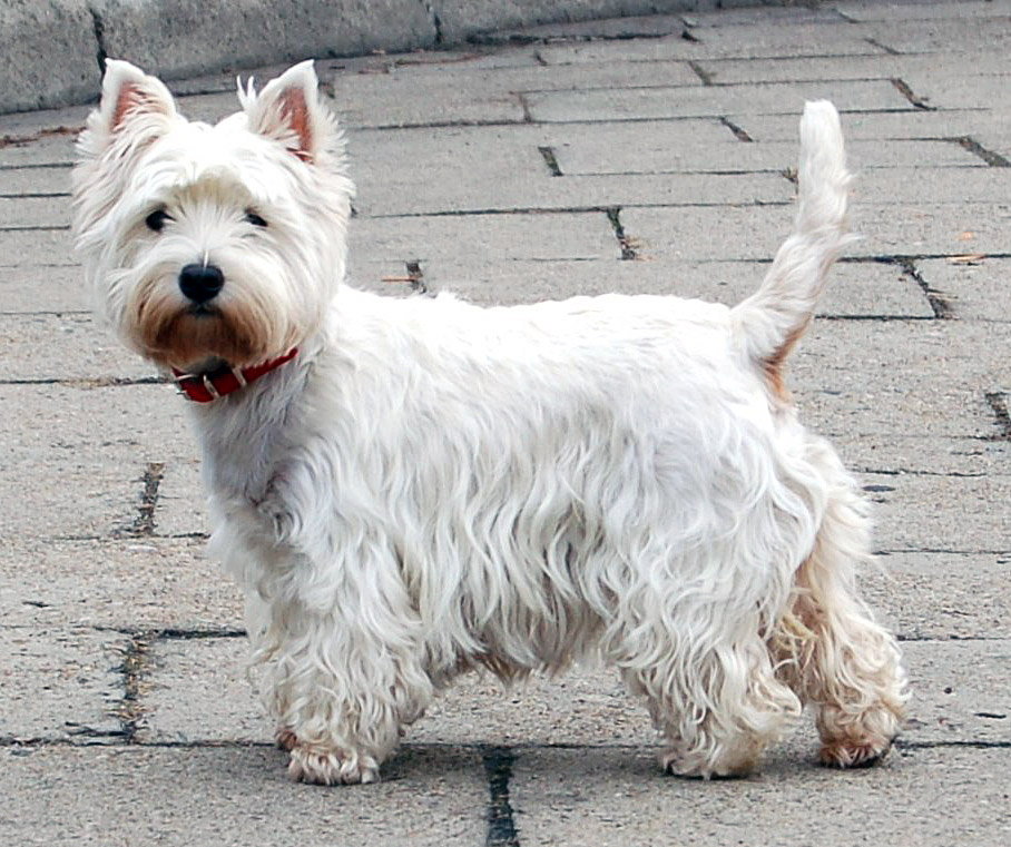 West Highland White Terrier - Wikipedia
