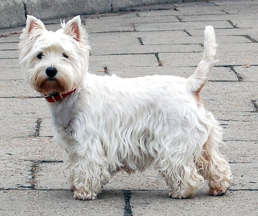 Akkumulering dræbe støvle West Highland White Terrier - Wikipedia