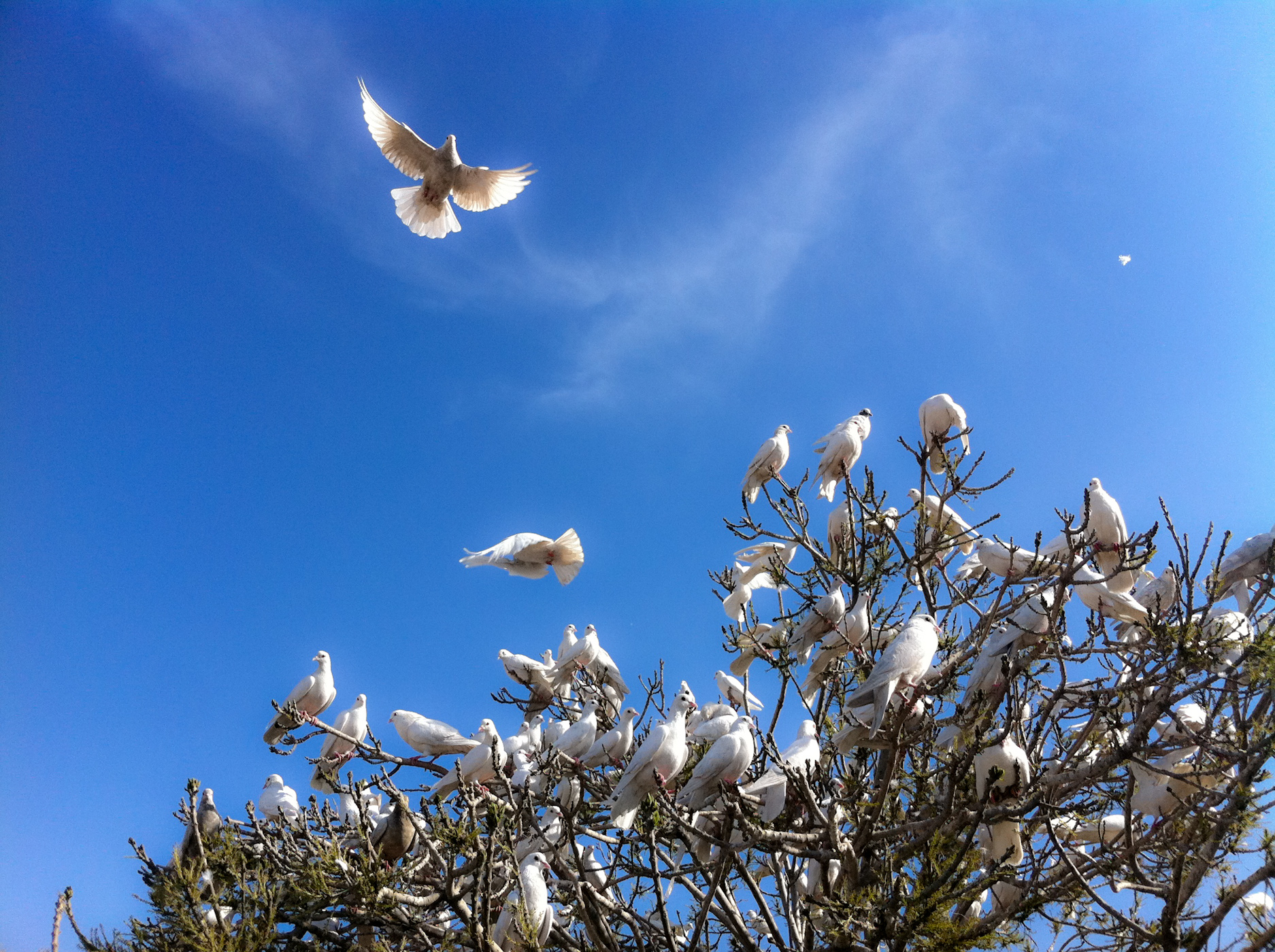 white doves birds