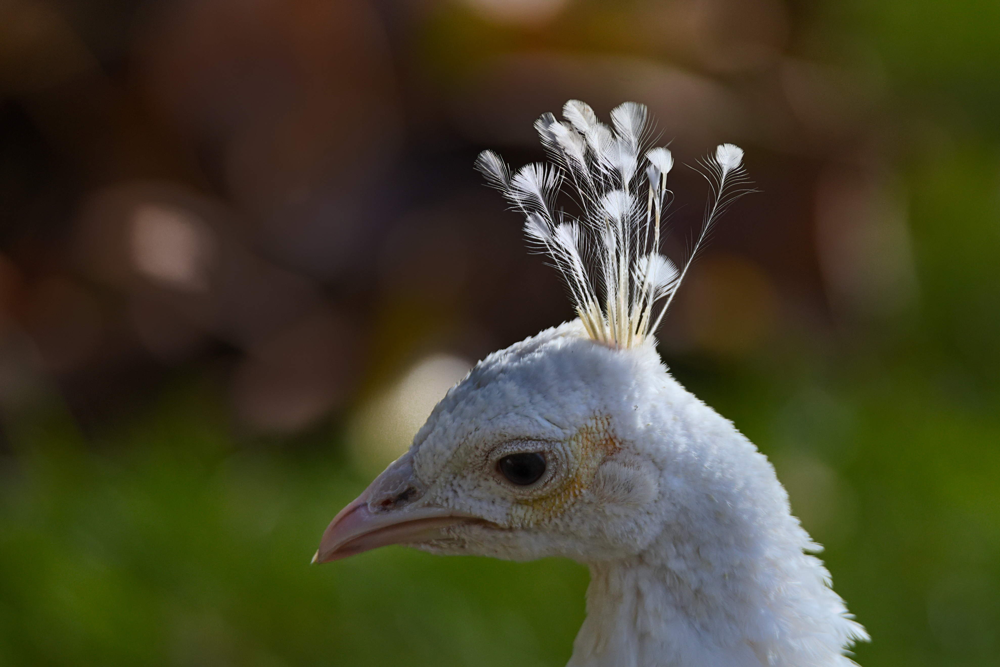 File:Peafowl (Peacock) Feather.jpg - Wikimedia Commons