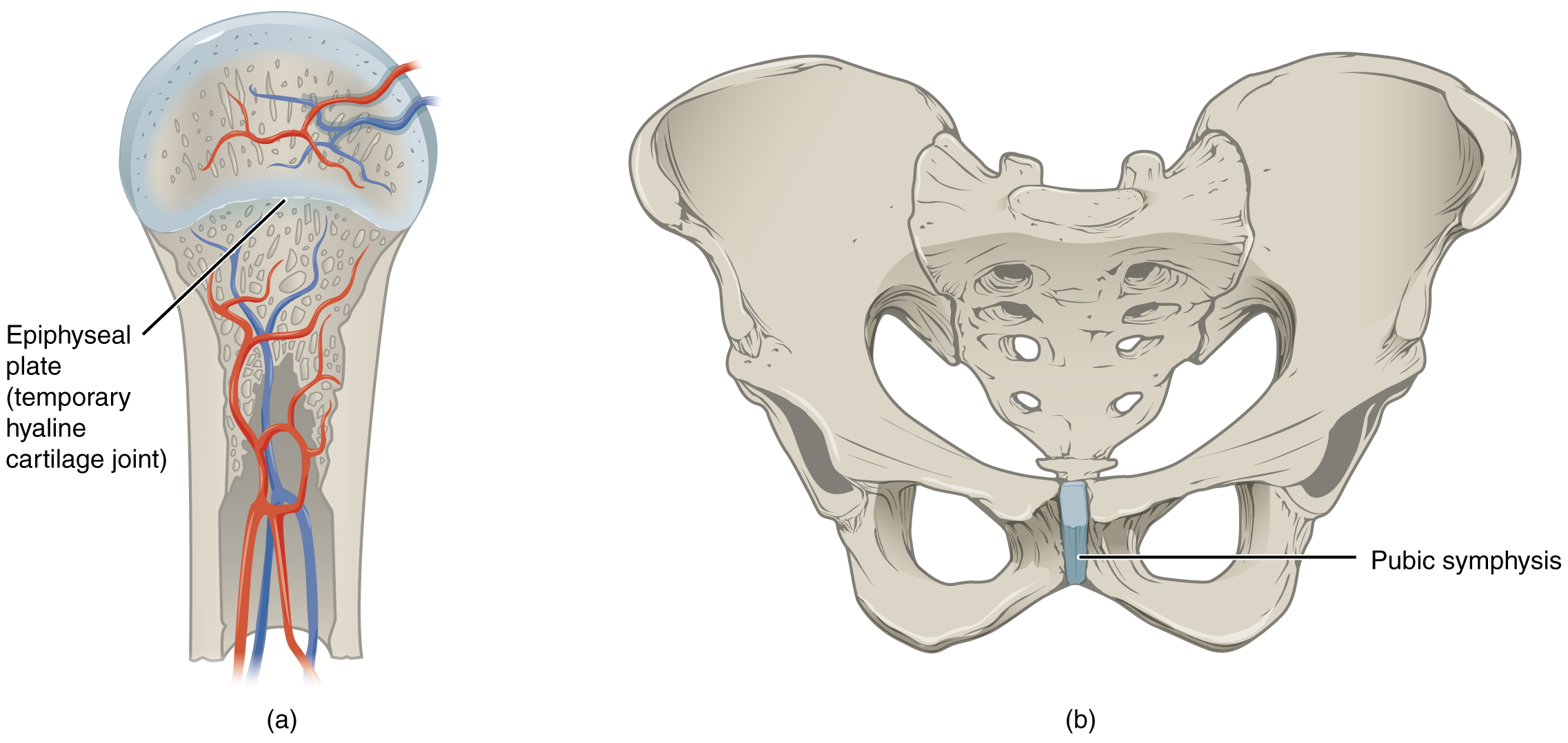 cartilage fibrocartilage