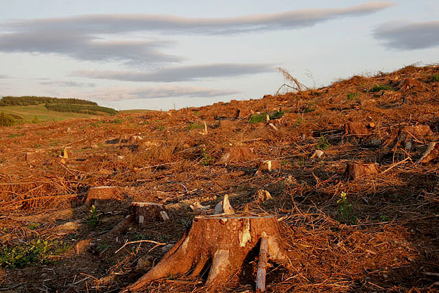 File:A clear fell area at Commonburn Plantation - geograph.org.uk - 1440147.jpg