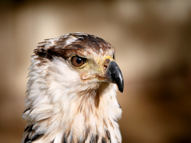 File:African Fish Eagle - geograph.org.uk - 5583779.jpg