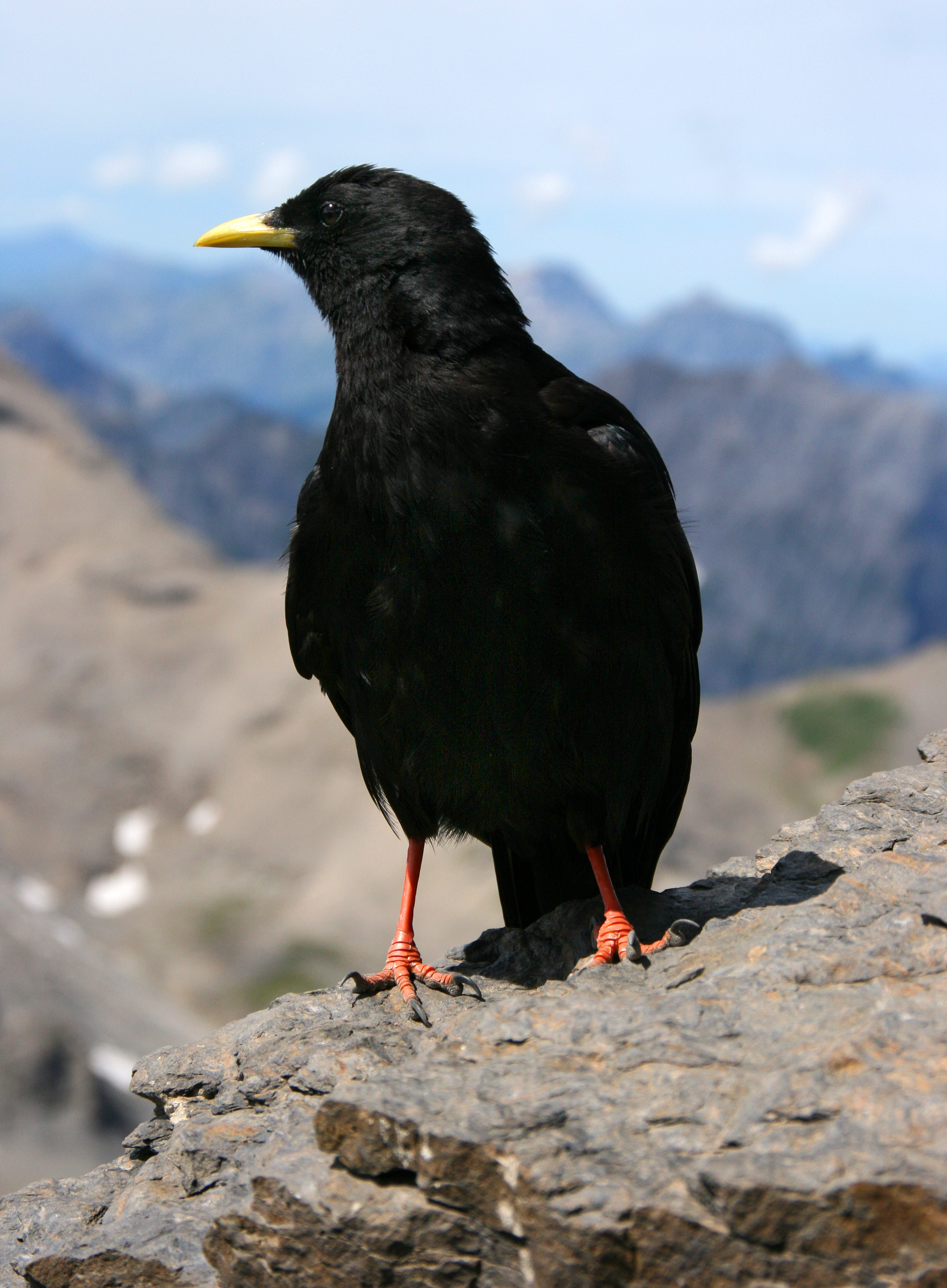 Alpine chough - Simple English Wikipedia, the free encyclopedia