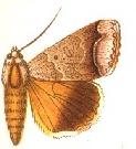 <i>Ophiusa violascens</i> Species of moth