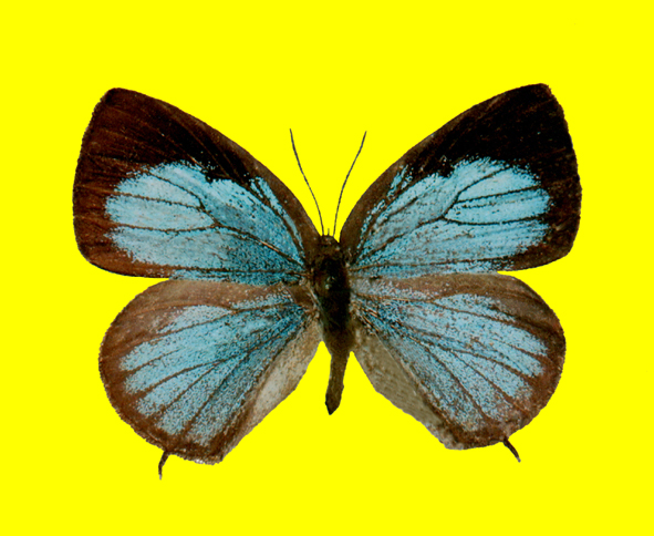 File:Arhopala tomokoae male upperside.jpg