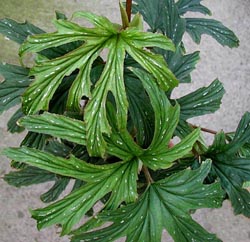 File:B. aconitifolia JV 250x242.jpg