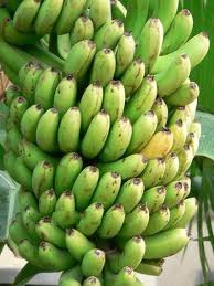 File:Banana Harvest.jpg