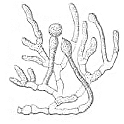File:Basidiobolus ranarum Linder illustration.jpg