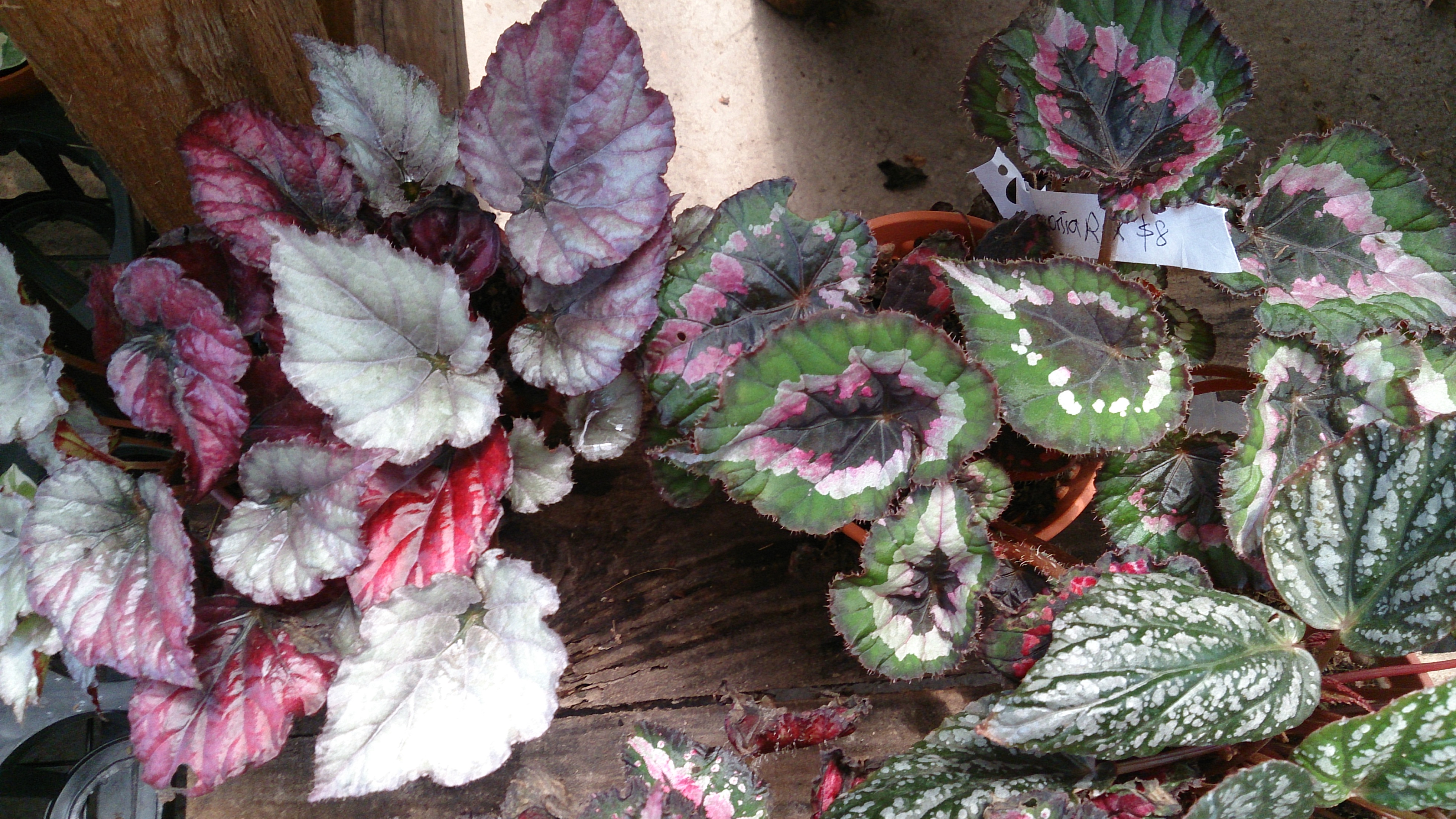 File:Begonia Rex  - Wikimedia Commons