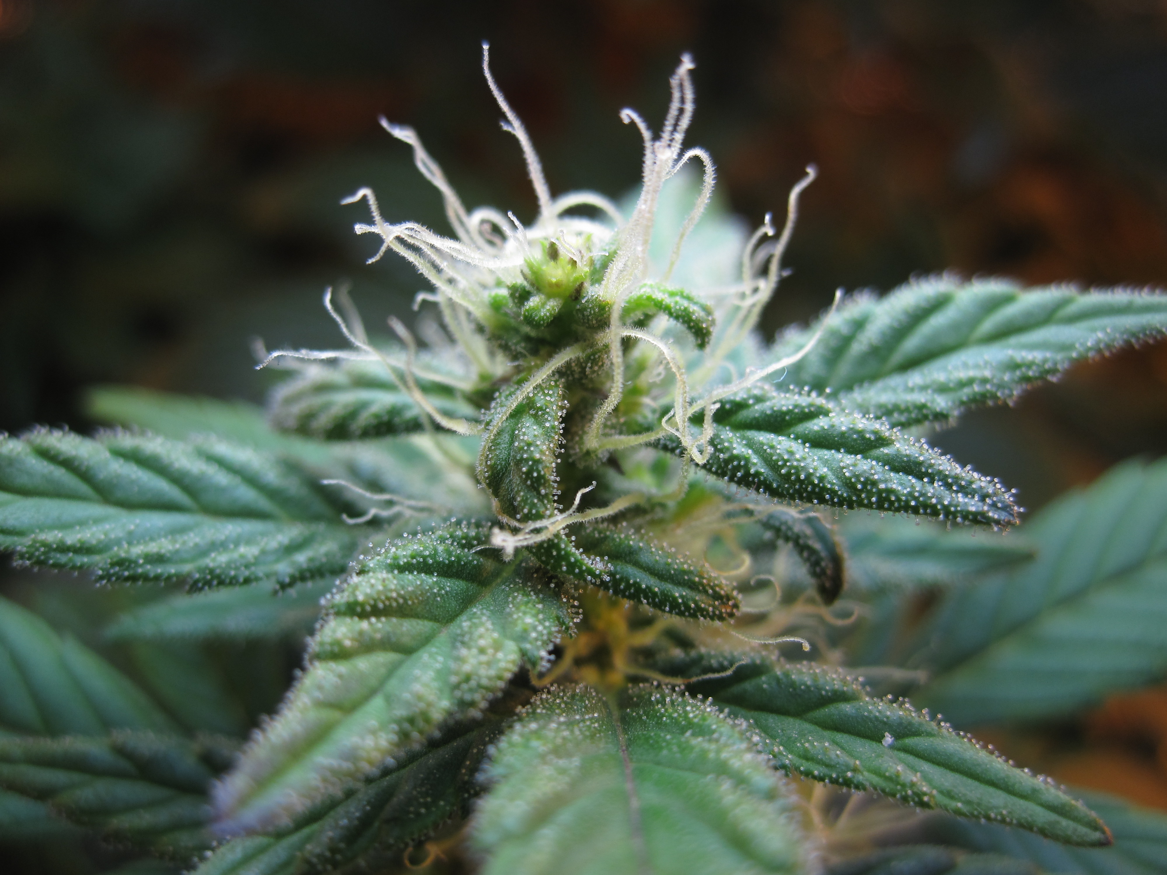 Комнатные сорта марихуаны семена конопляные как принимать
