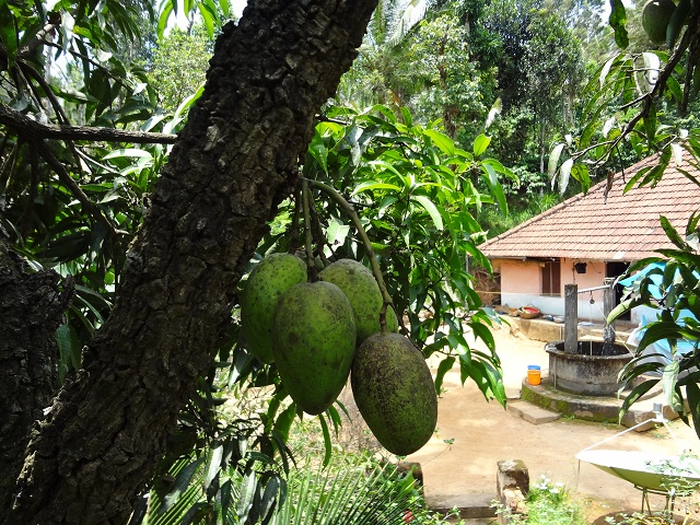 File:Bundle of mangos.JPG