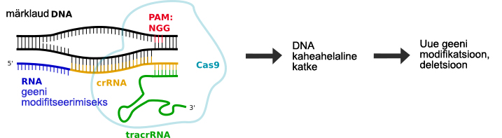 CRISPR-Cas9 mode of action