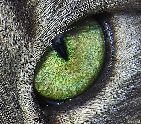 Cats eye 2